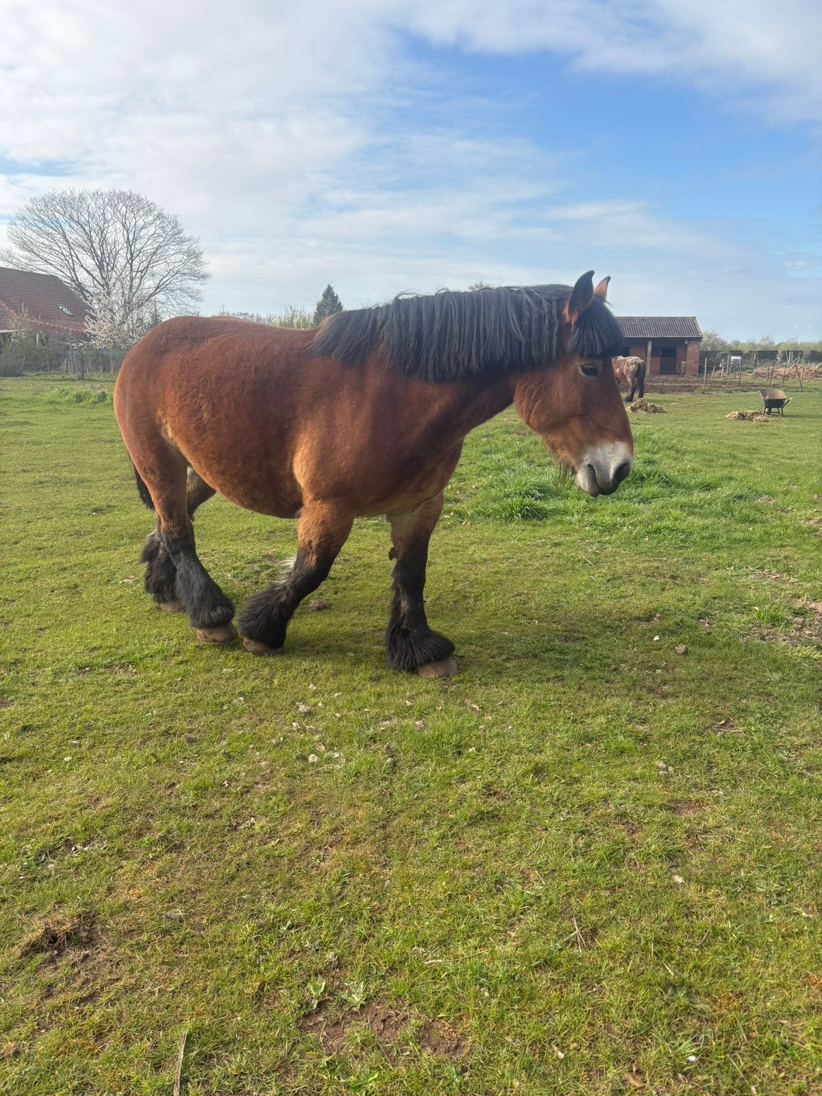 Bruine  trekpaard merrie en veulen, Étalon