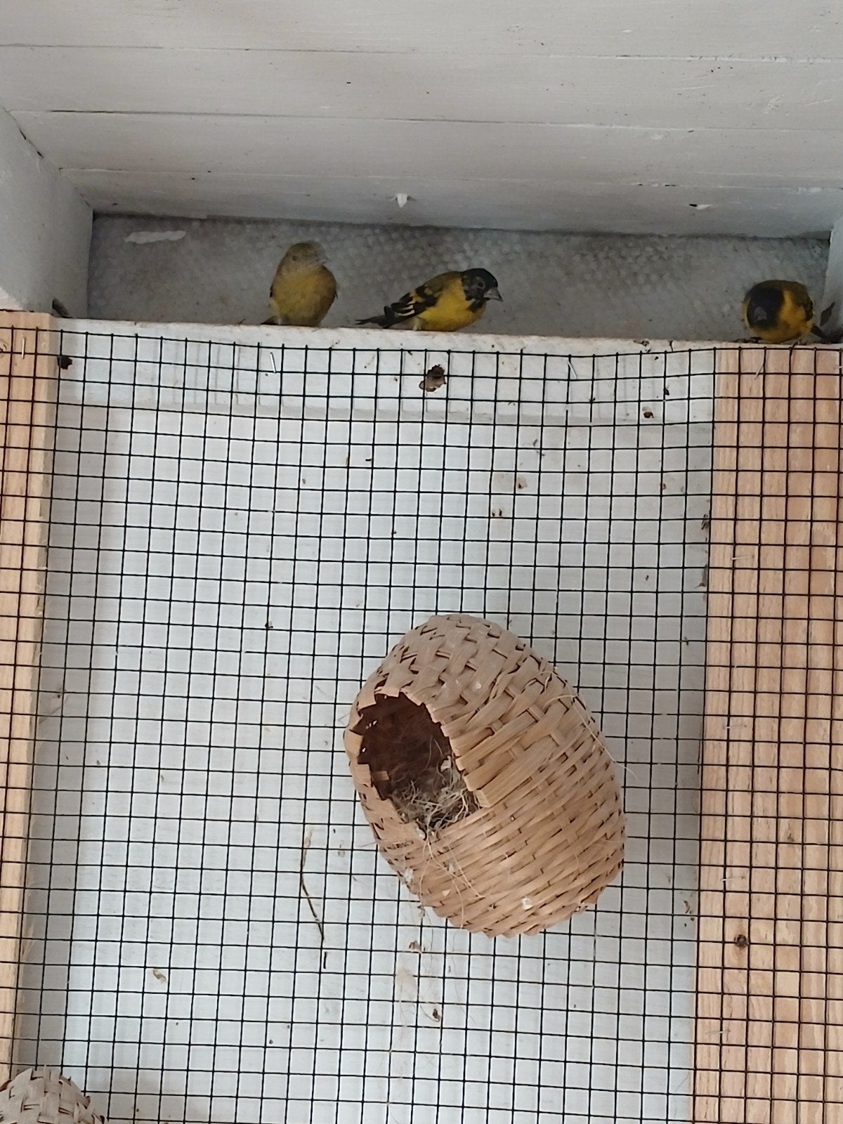 zwartkop sijs, Dieren en Toebehoren