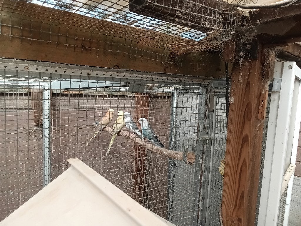 Roodruggen, Dieren en Toebehoren, Geringd