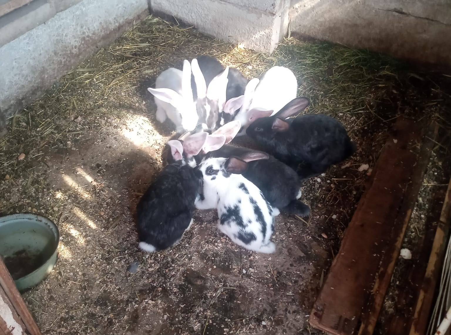 Konijnenjongen te koop, Dieren en Toebehoren