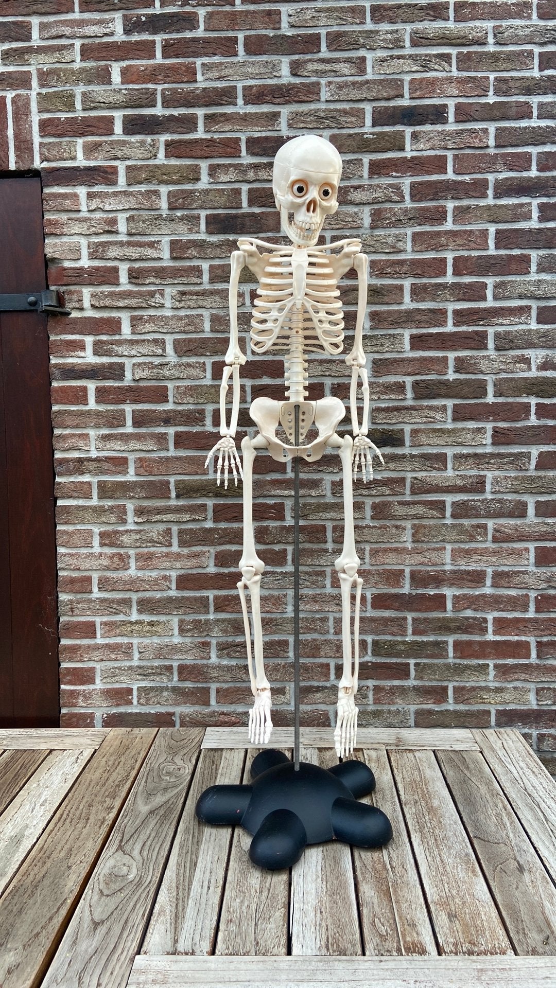 Anatomisch skelet, Diversen, Schoolbenodigdheden, Ophalen, Gebruikt