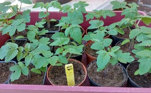 Tomatenplanten Tiny Tim., Tuin en Terras, Planten | Tuinplanten, Ophalen
