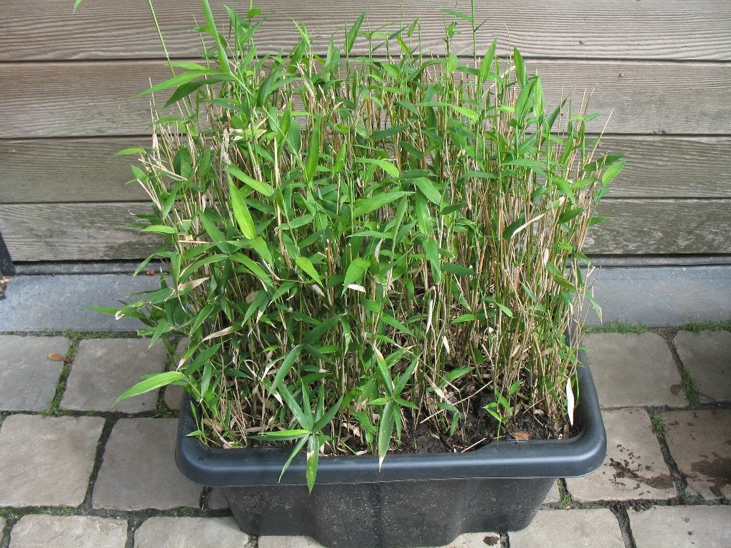 Bamboe Pleioblastus Pygmaeus var. distichus ,wintergroen, Tuin en Terras, Planten | Tuinplanten, Ophalen