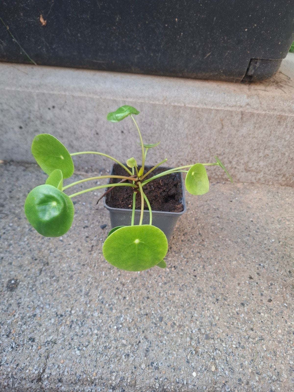 Pilea peperomioides / Pannenkoekplant, Maison & Meubles, Plantes d'intérieur, Autres espèces, En pot, Enlèvement ou Envoi, Moins de 100 cm