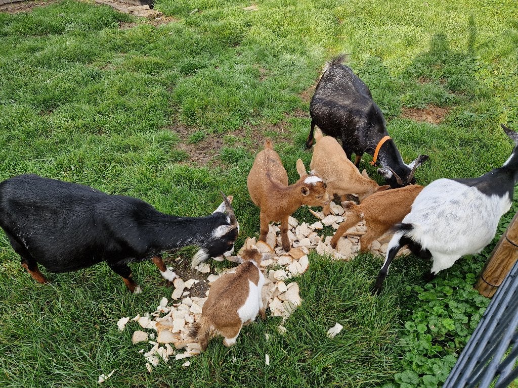 Dwerggeiten, Plusieurs animaux, Chèvre, 0 à 2 ans