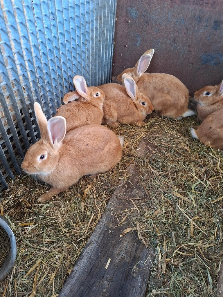 Konijnen, Dieren en Toebehoren, Konijnen, Meerdere dieren, Groot, 0 tot 2 jaar