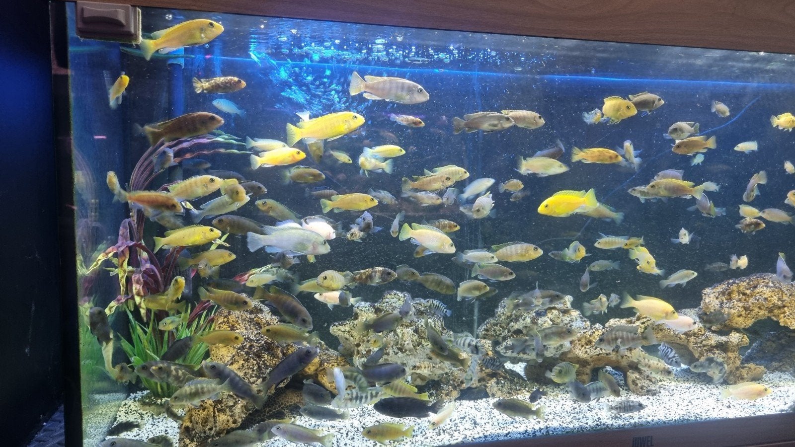 Malawi cichliden/mbuna, Dieren en Toebehoren, Vis, Zoetwatervis, Schoolvis