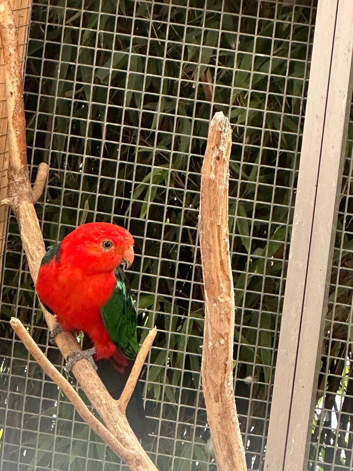 Koningsparkieten kweekkoppel, Plusieurs animaux, Perruche, Bagué