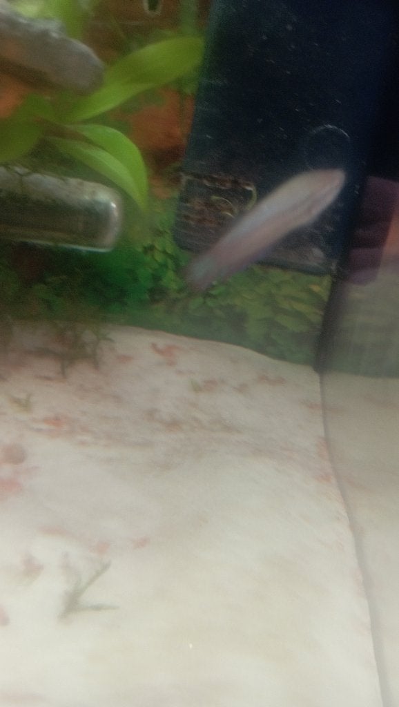 betta, Animaux & Accessoires, Poisson, Poisson d'eau douce