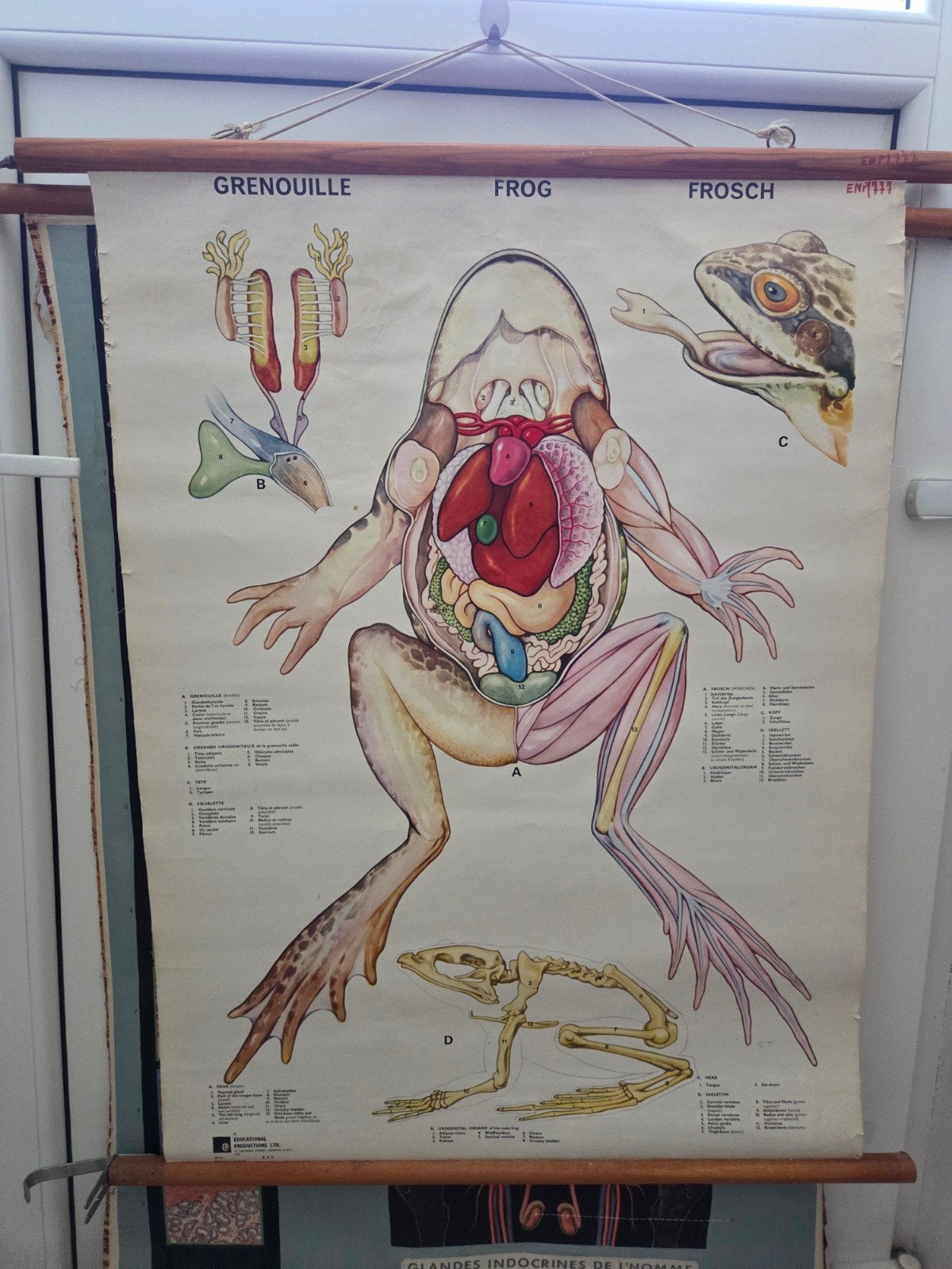 Toile grenouille, Ophalen