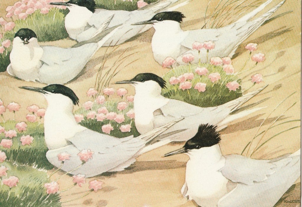 GROTE  STERNEN, Collections, Cartes postales | Animaux, Envoi, Non affranchie, Oiseaux