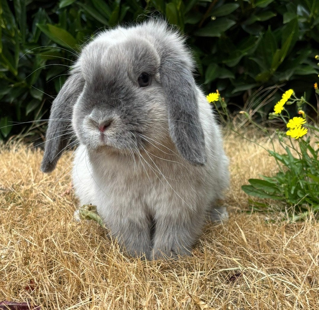 Baby minilop konijntjes, Plusieurs animaux, Nain, Oreilles tombantes, 0 à 2 ans