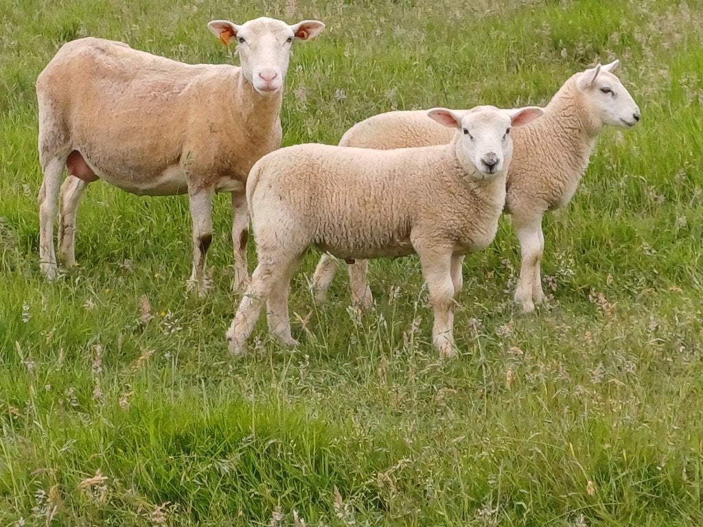 Ooi met ramlam en ooilam