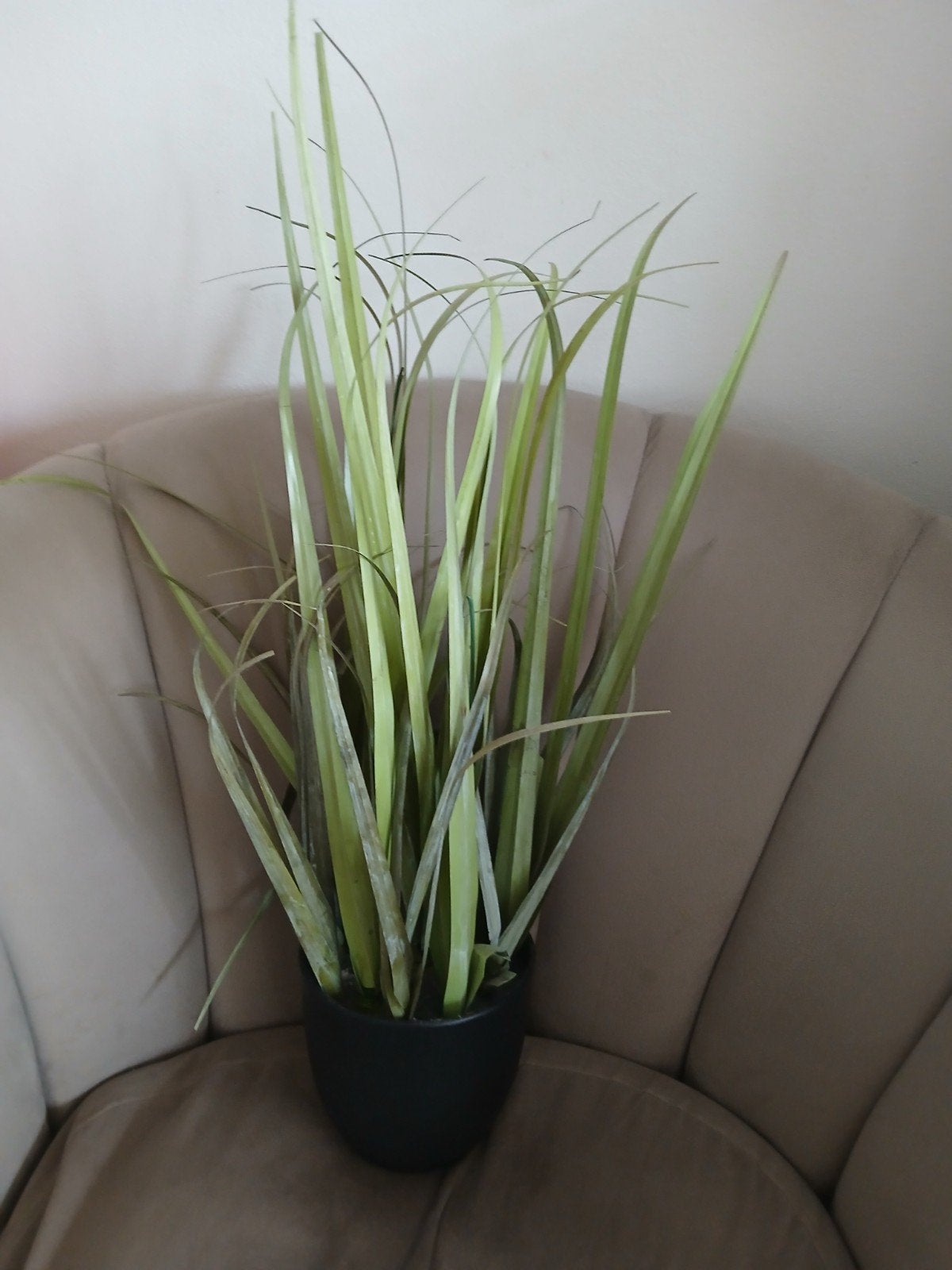 plant, Ophalen of Verzenden