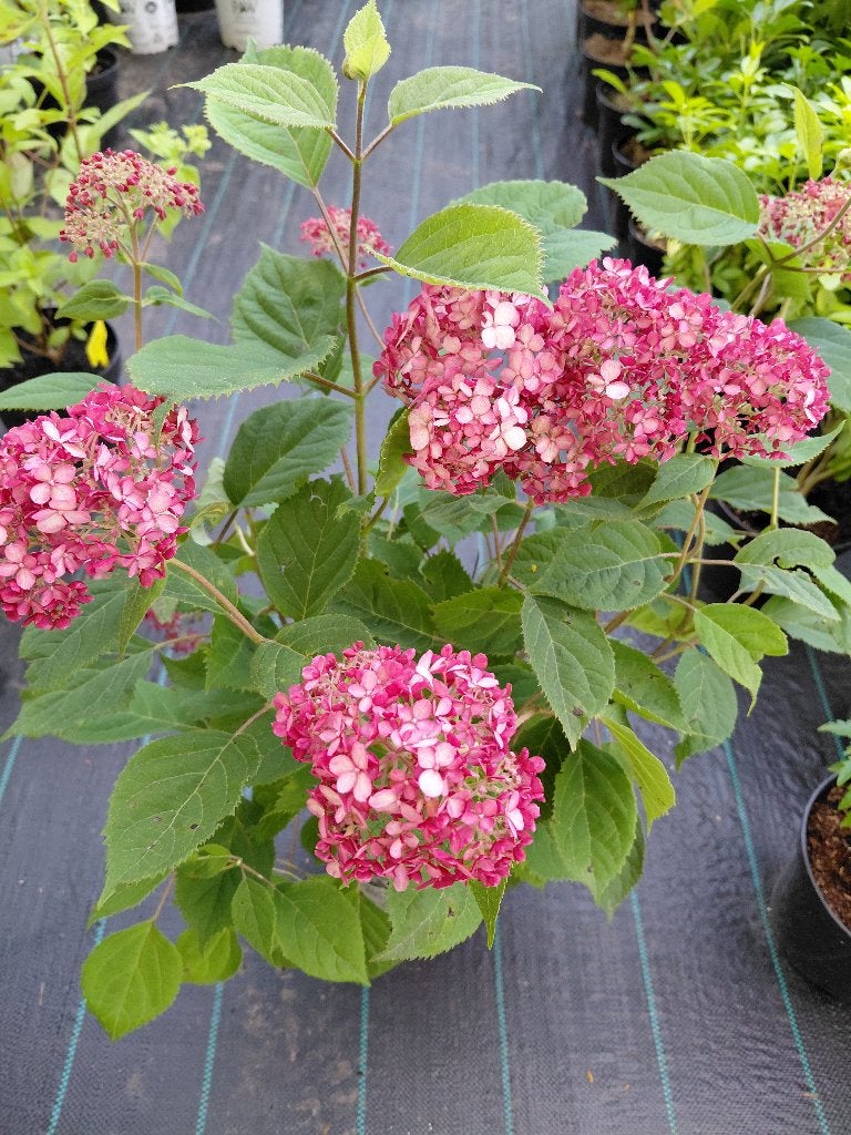 Hydrangea Ruby Annabelle, Tuin en Terras, Ophalen