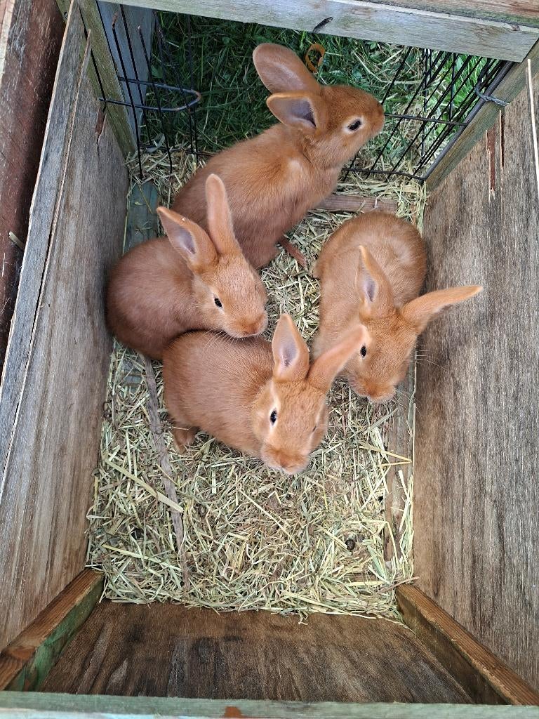 vaal van Bourgondiê, Meerdere dieren, Middelgroot