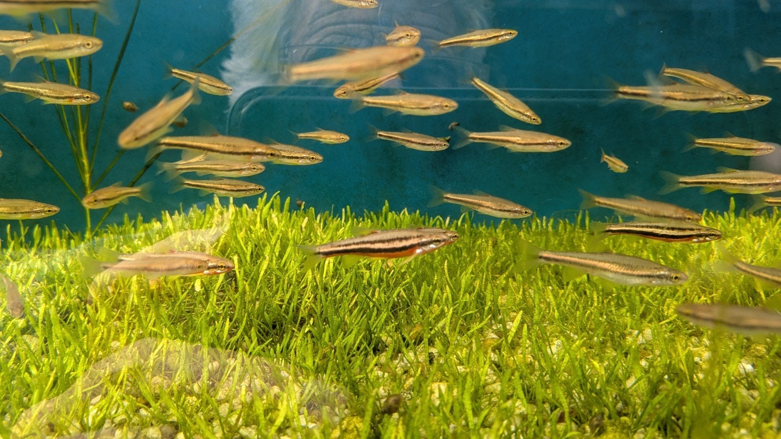 Roodbuik Elritsen, Dieren en Toebehoren