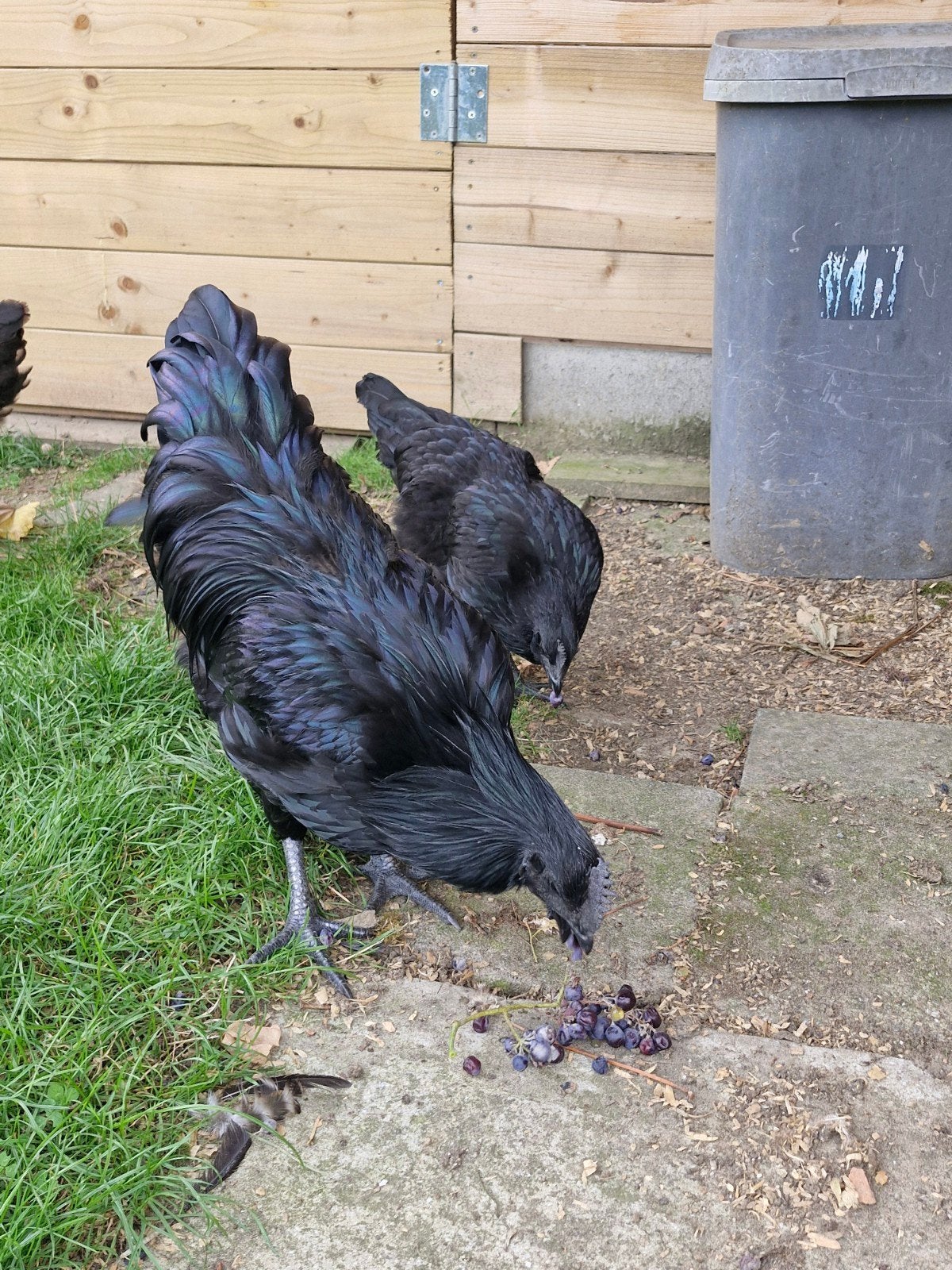 Coq et poule Ayam Cemani / Haan en kip (6 mois/maanden)