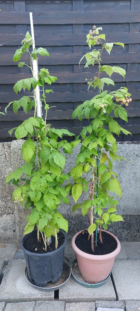 rode of gele frambozenstruiken - nog 2 potten beschikbaar, Tuin en Terras, Planten | Fruitbomen, Ophalen, Overige soorten, Volle zon