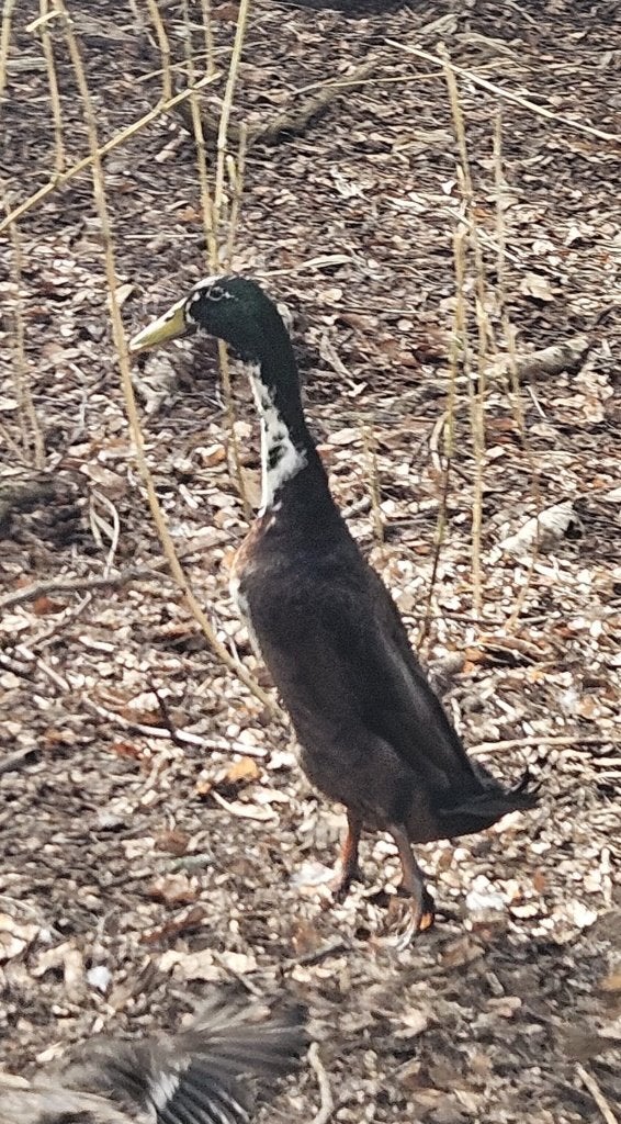 Indische loopeend, Mâle, Canard