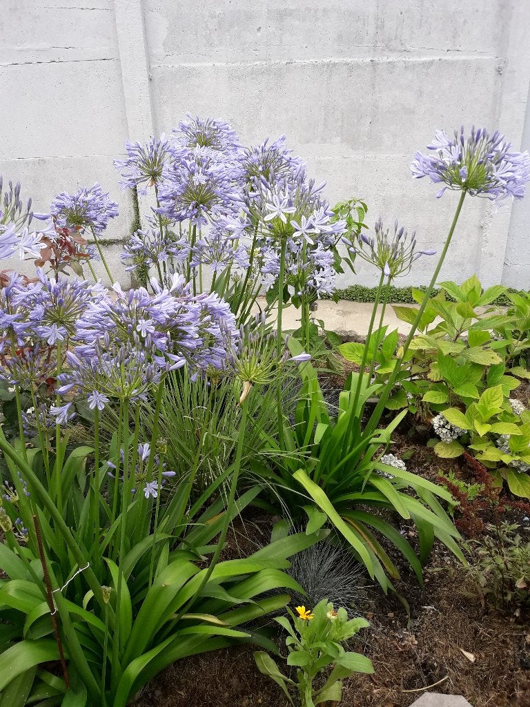 Agapanthe bleue/pot 25x40 / 5 L, Jardin & Terrasse, Bulbes & Semences, Enlèvement, Automne