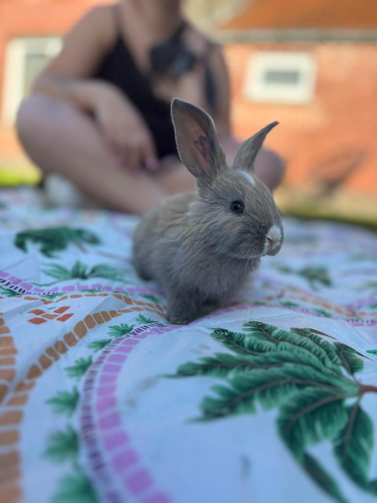 vlaamse reusjes, Dieren en Toebehoren, Konijnen, Meerdere dieren, Groot, 0 tot 2 jaar