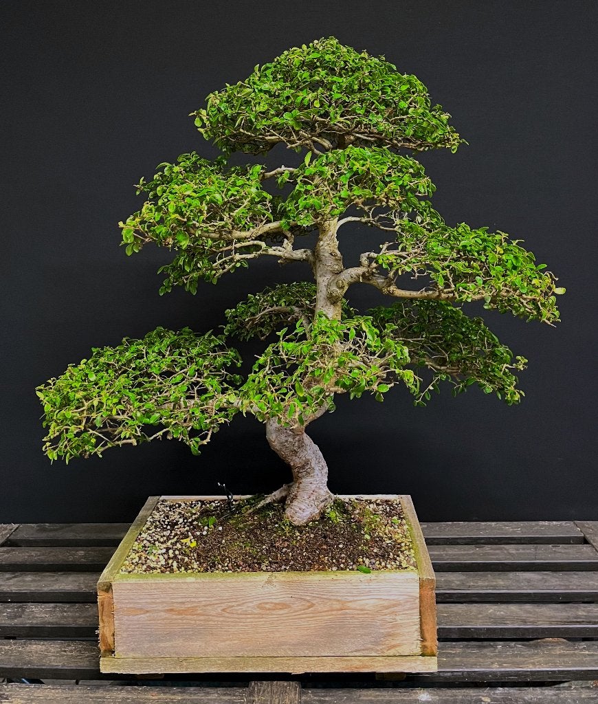 Chinese Ulmus bonsai, Tuin en Terras, Ophalen