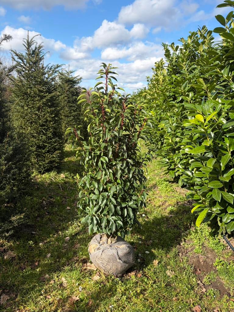 Portugese laurier - Prunus lusitanica ‘Angustifolia’, Enlèvement ou Envoi