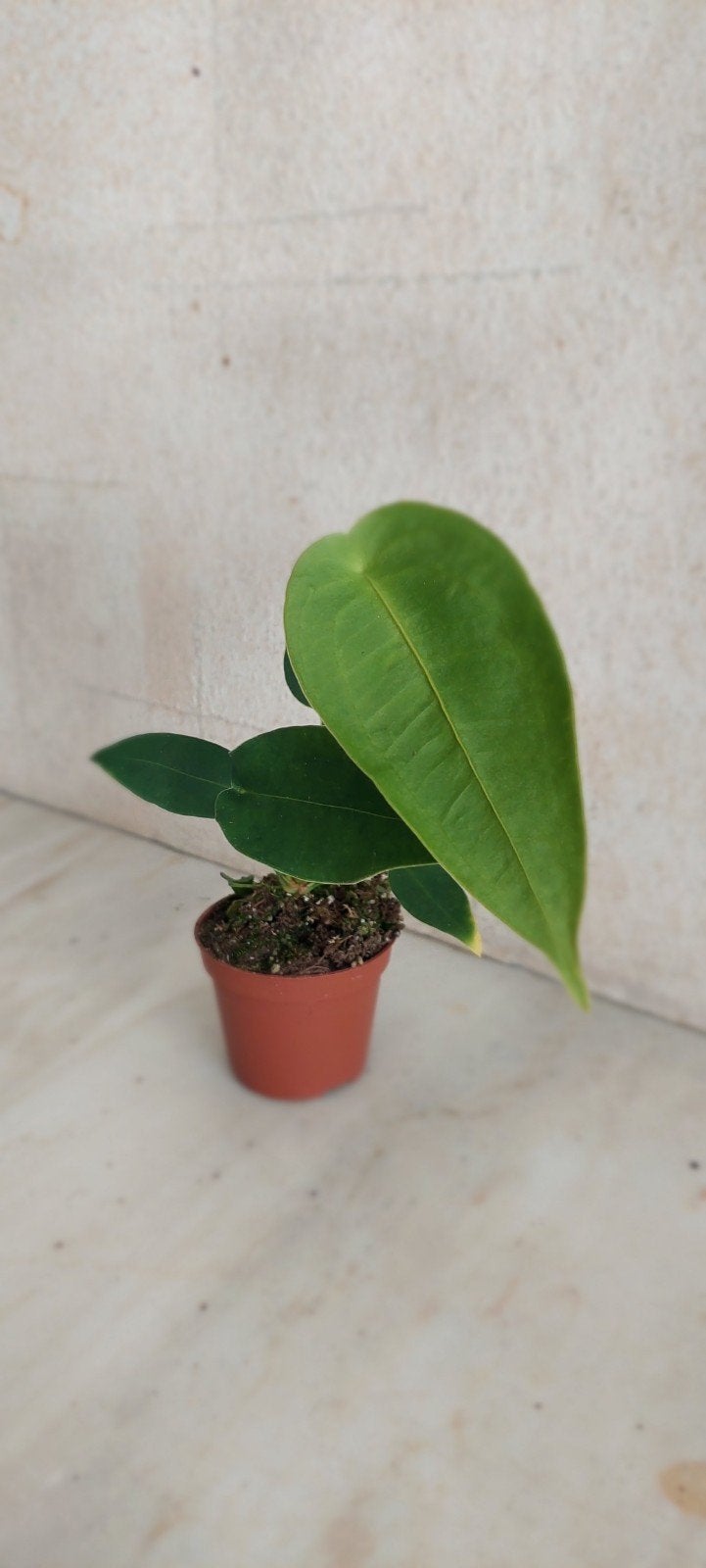 Anthurium Peltigerum, Enlèvement