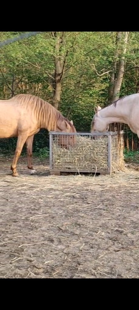 Hooibak, Dieren en Toebehoren