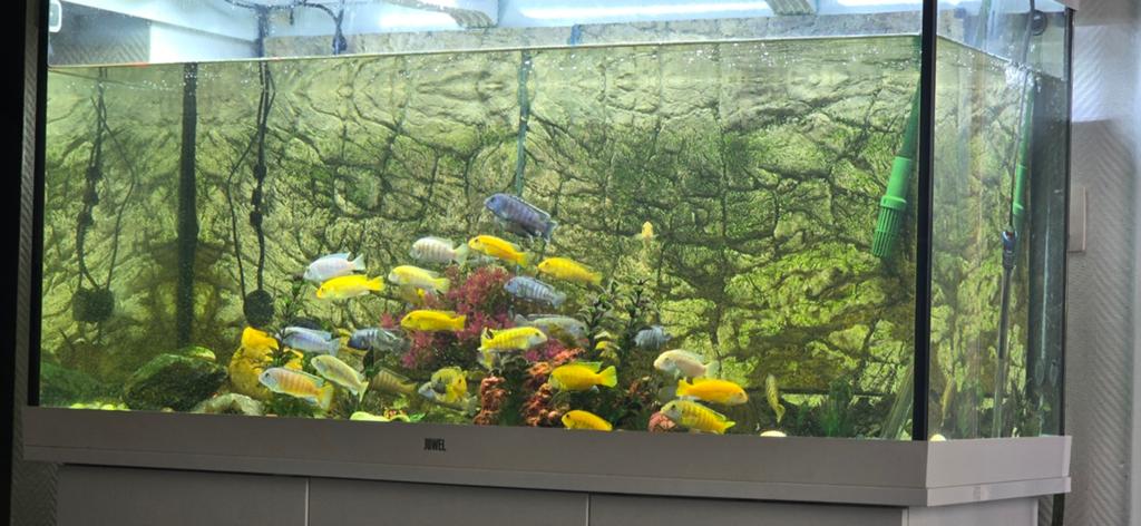 Aquarium complet à vendre avec meuble et tous les accessoire, Dieren en Toebehoren, Ophalen