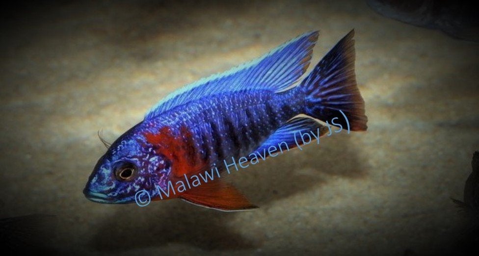Aulonocara Stuartgranti Red Flush malawi cichliden, Dieren en Toebehoren, Vis, Zoetwatervis, Schoolvis
