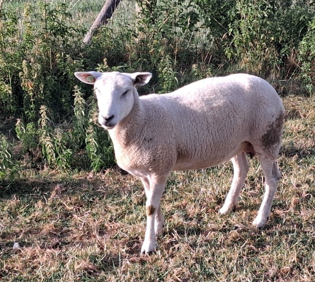 Swifter stamboek ooi te koop, Dieren en Toebehoren, Schapen, Geiten en Varkens, Vrouwelijk, Schaap, 0 tot 2 jaar