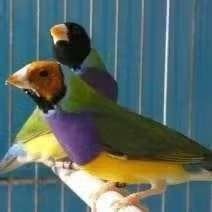 Diamant de Gould, Plusieurs animaux, Canari chanteur