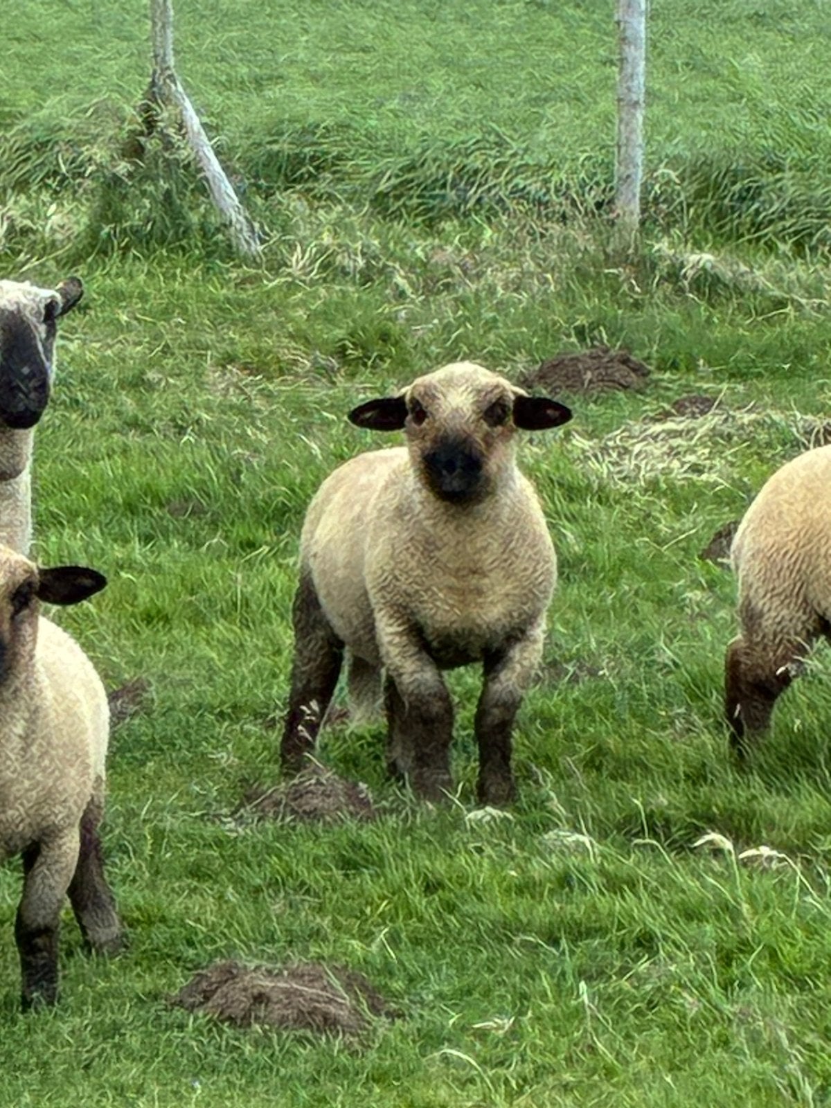Hampshire Down lam (ram), Dieren en Toebehoren, Schapen, Geiten en Varkens, Mannelijk, Schaap, 0 tot 2 jaar