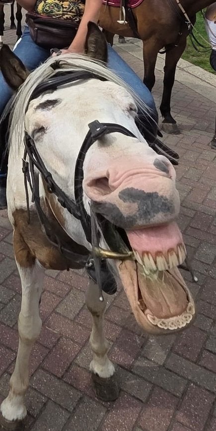 Paard half pension of leasing, Dieren en Toebehoren, Ophalen of Verzenden, Zo goed als nieuw