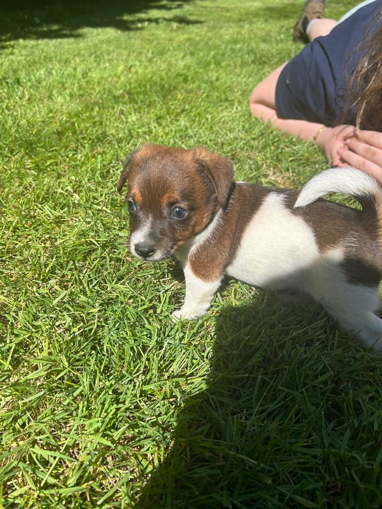 Jack russell pups, België, Particulier, Jack Russell Terriër, 8 tot 15 weken