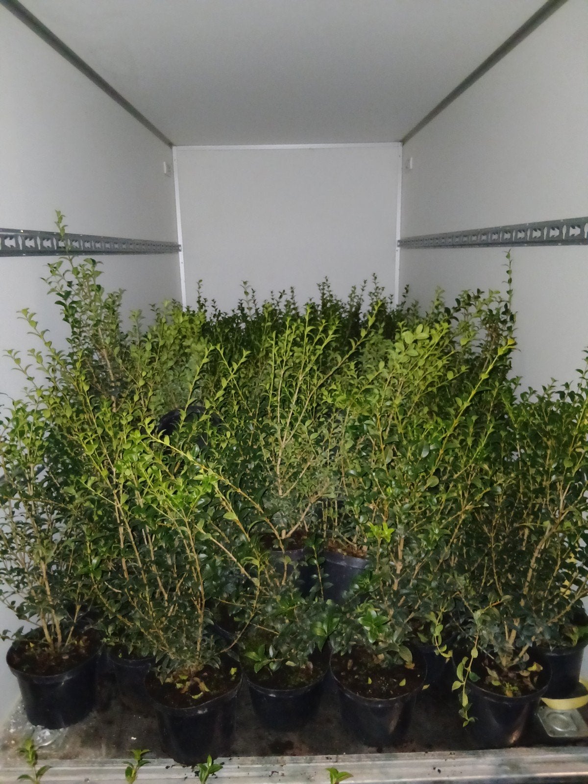 ‼️osmanthus Burkwoodii aan promoprijzen ‼️, Ophalen