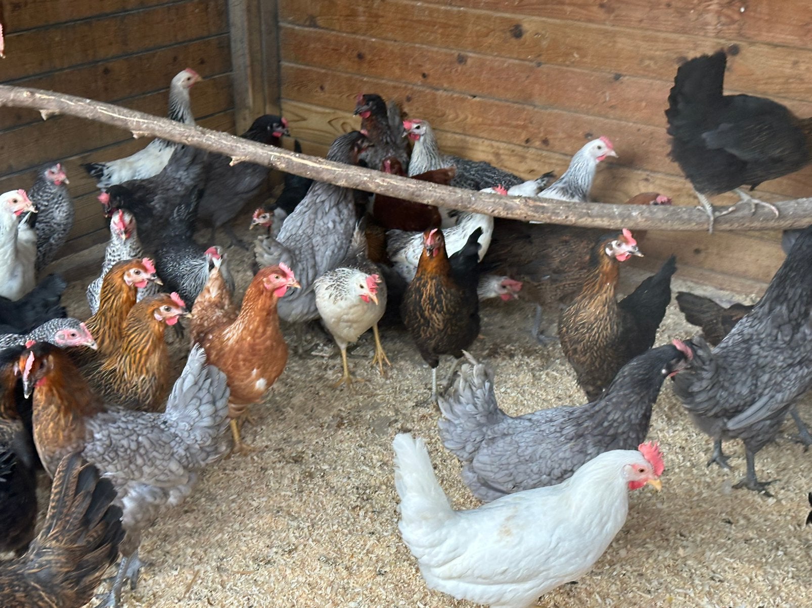 Legkippen ruime keuze 15 en 16 augustus, Dieren en Toebehoren, Pluimvee