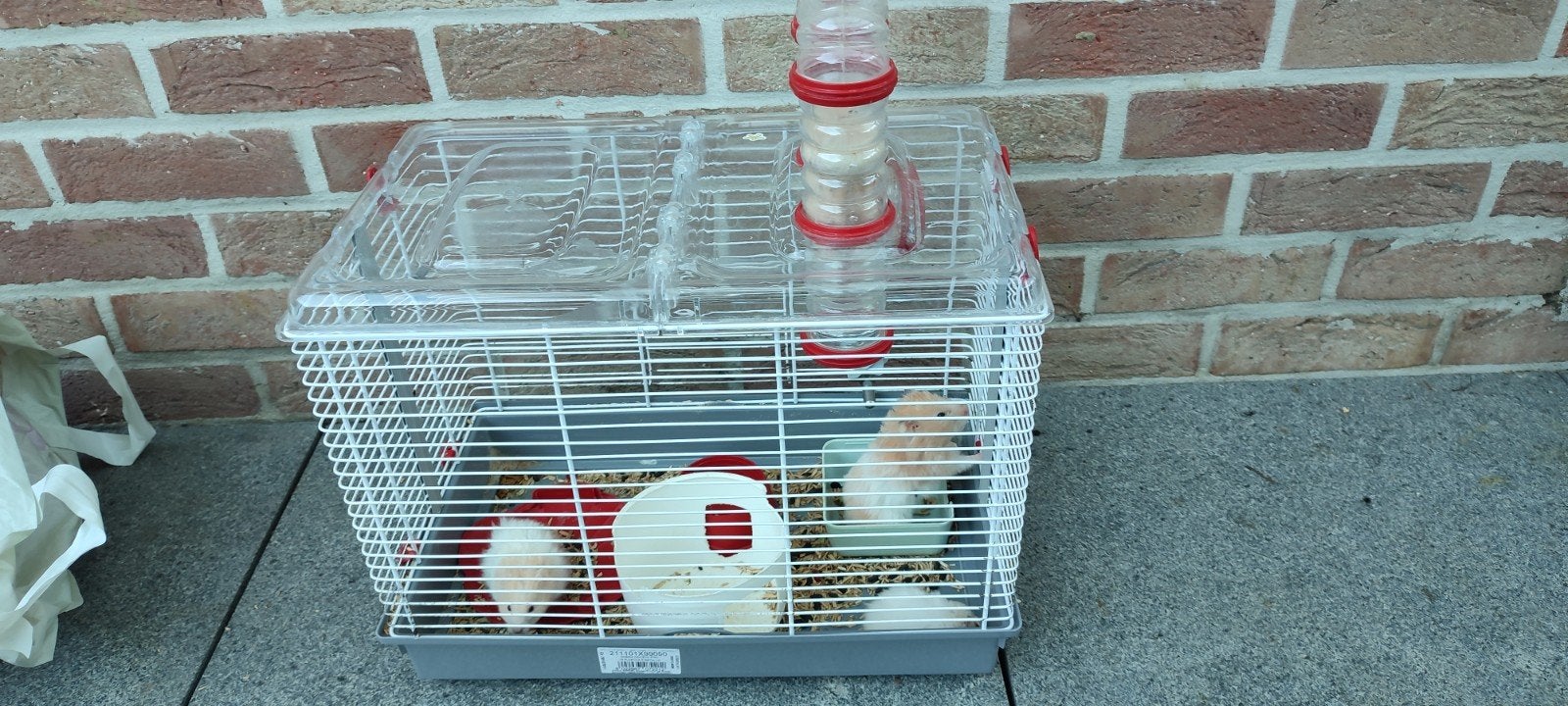 Cage hamster  syriens, Animaux & Accessoires