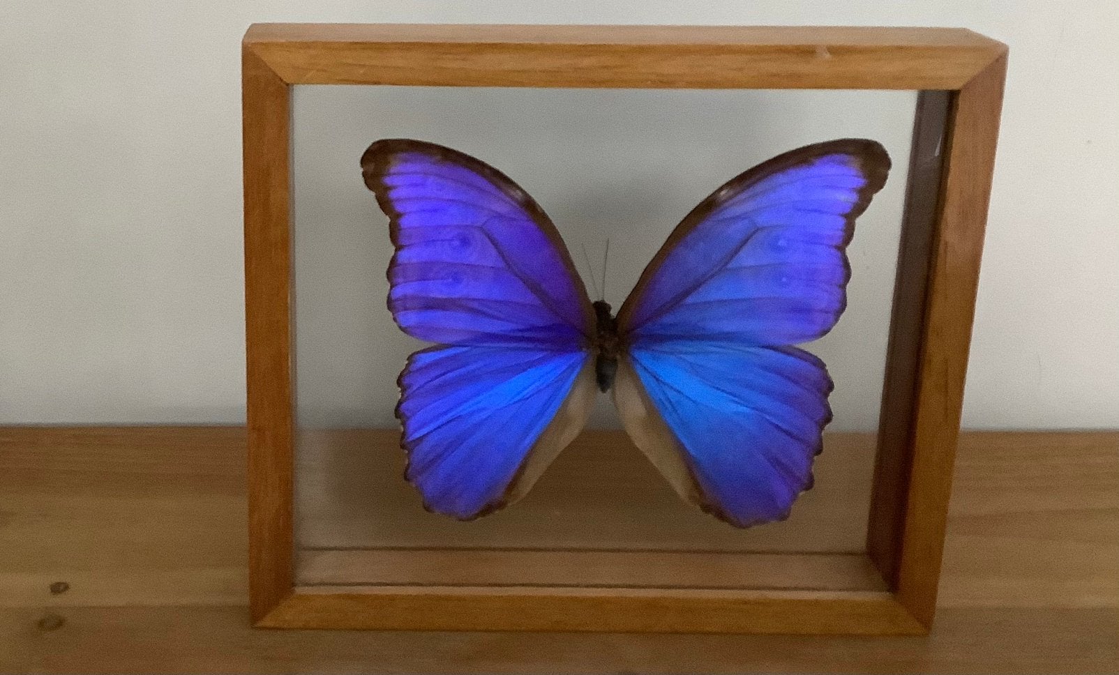 Morpho vlinder in doorkijkkader, Collections, Collections Animaux, Comme neuf, Enlèvement ou Envoi