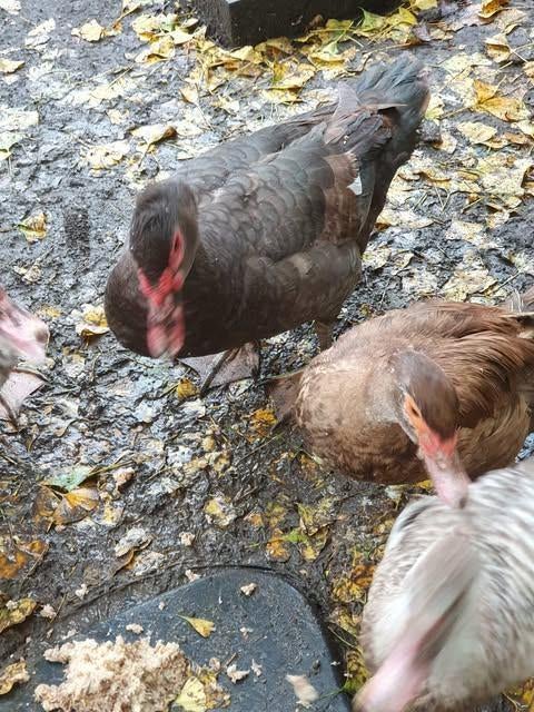 Barberie eenden, Dieren en Toebehoren, Meerdere dieren, Eend