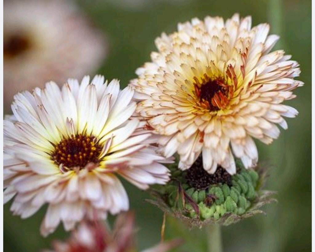 Calendula officinalis/ Pygmy Buff goudsbloem, Ophalen