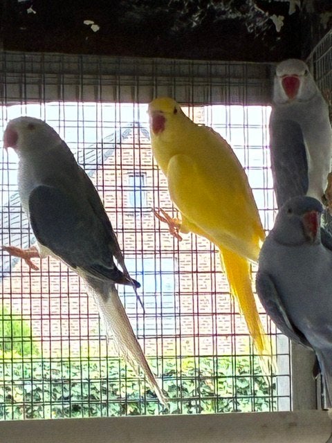 Halsbandparkieten, Dieren en Toebehoren, Geringd