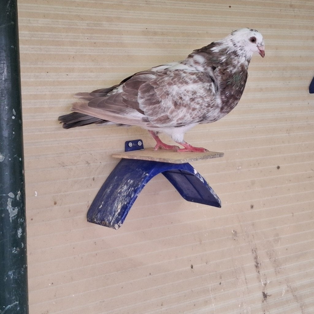 Pigeon, Femelle