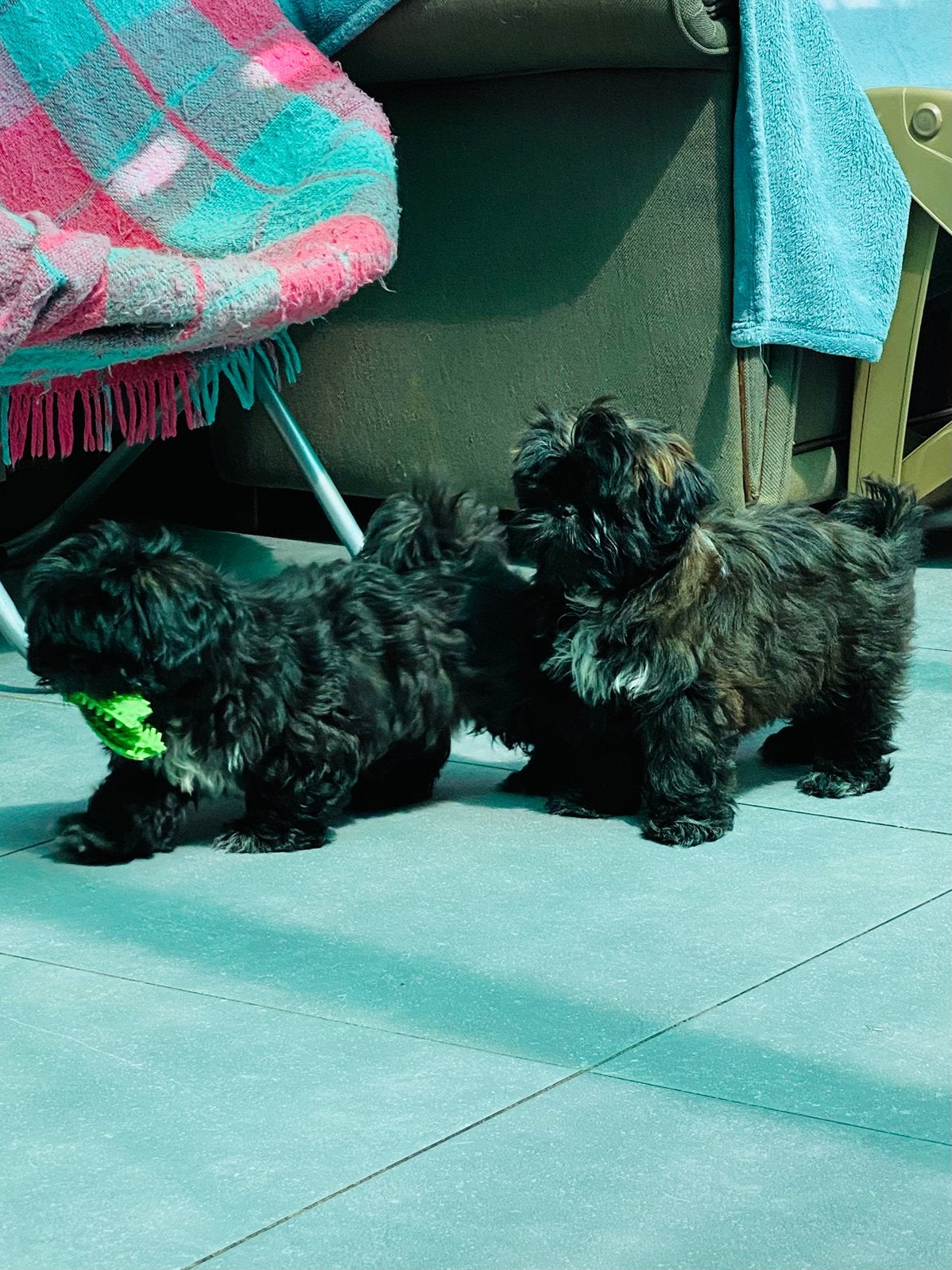 Shihtzu puppy’s, Animaux & Accessoires, Chiens | Chihuahuas & Chiens de compagnie, Maladie de Carré (chiens), Belgique, Plusieurs