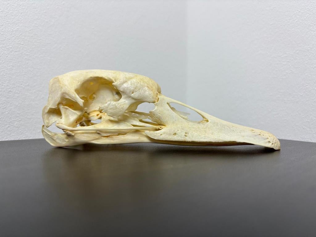 Schedels vogels, Verzamelen, Dierenverzamelingen, Ophalen of Verzenden