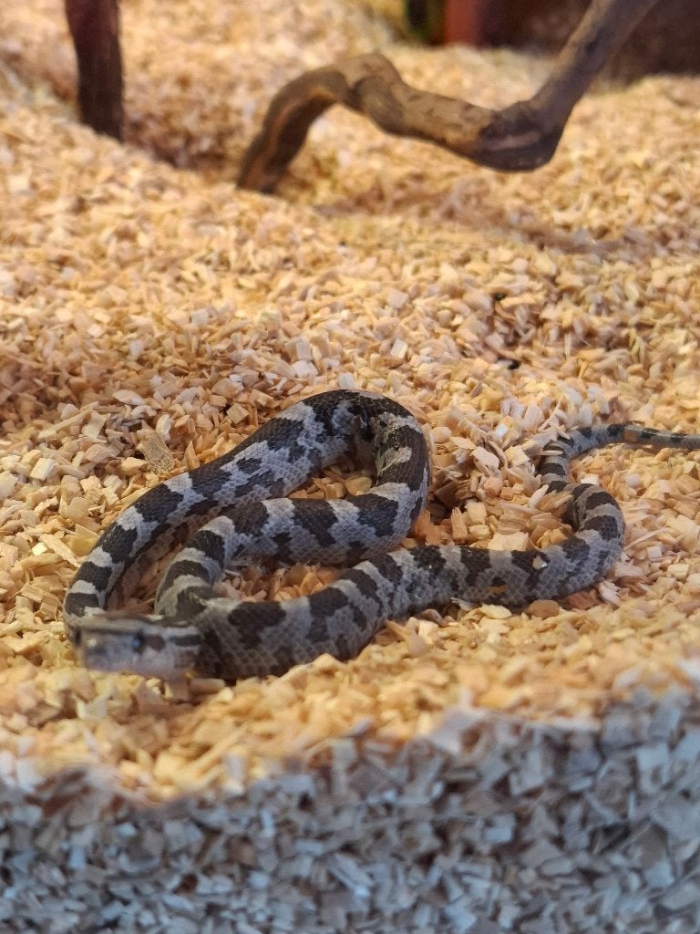jonge korenslangen te koop, Animaux & Accessoires, Reptiles & Amphibiens, Serpent, Domestique, 0 à 2 ans