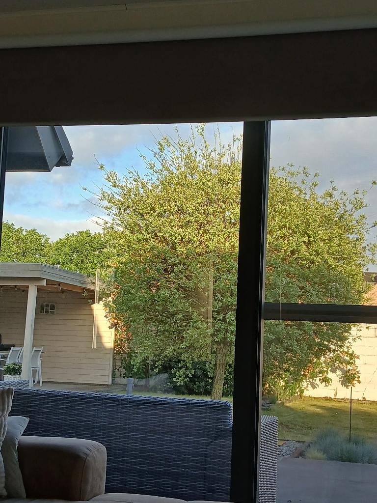 Bonte wilg, Tuin en Terras, Ophalen