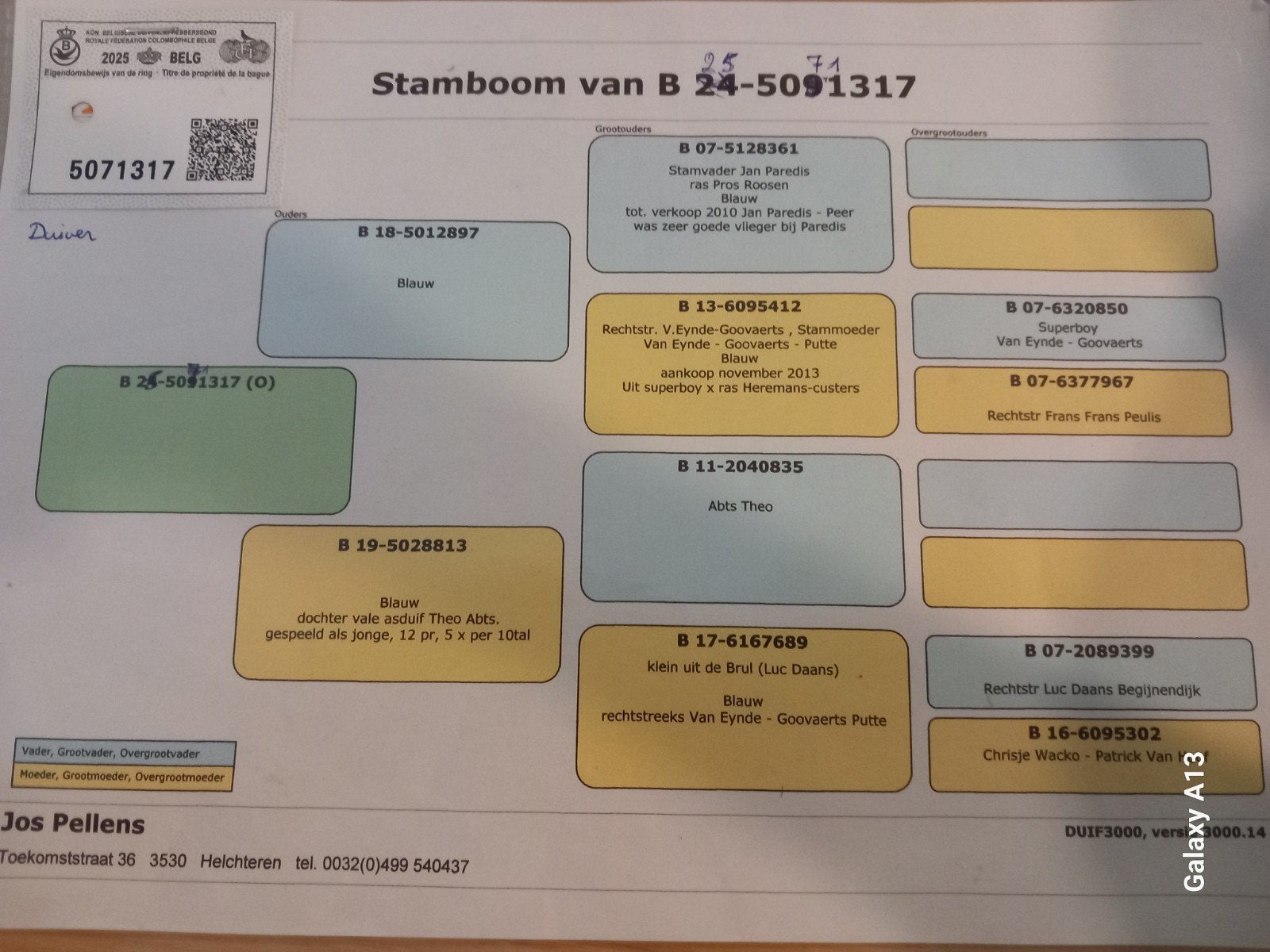 kweekduiver jos pellens, Dieren en Toebehoren, Mannelijk, Postduif